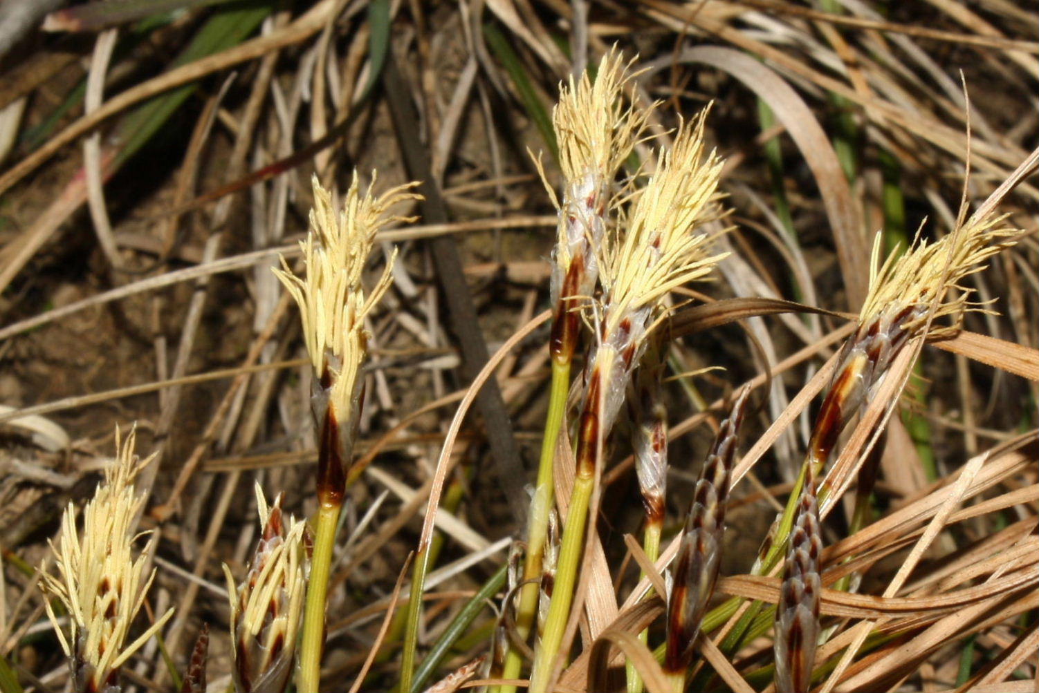 Carex humilis / Carice minore